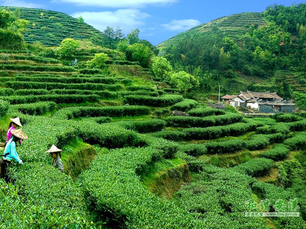 探索茶叶连锁品牌的区域突围之路