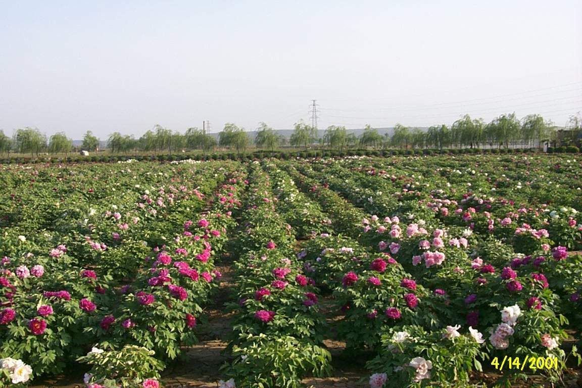 中寰创世郑州营销策划:洛阳实施品牌农业战略